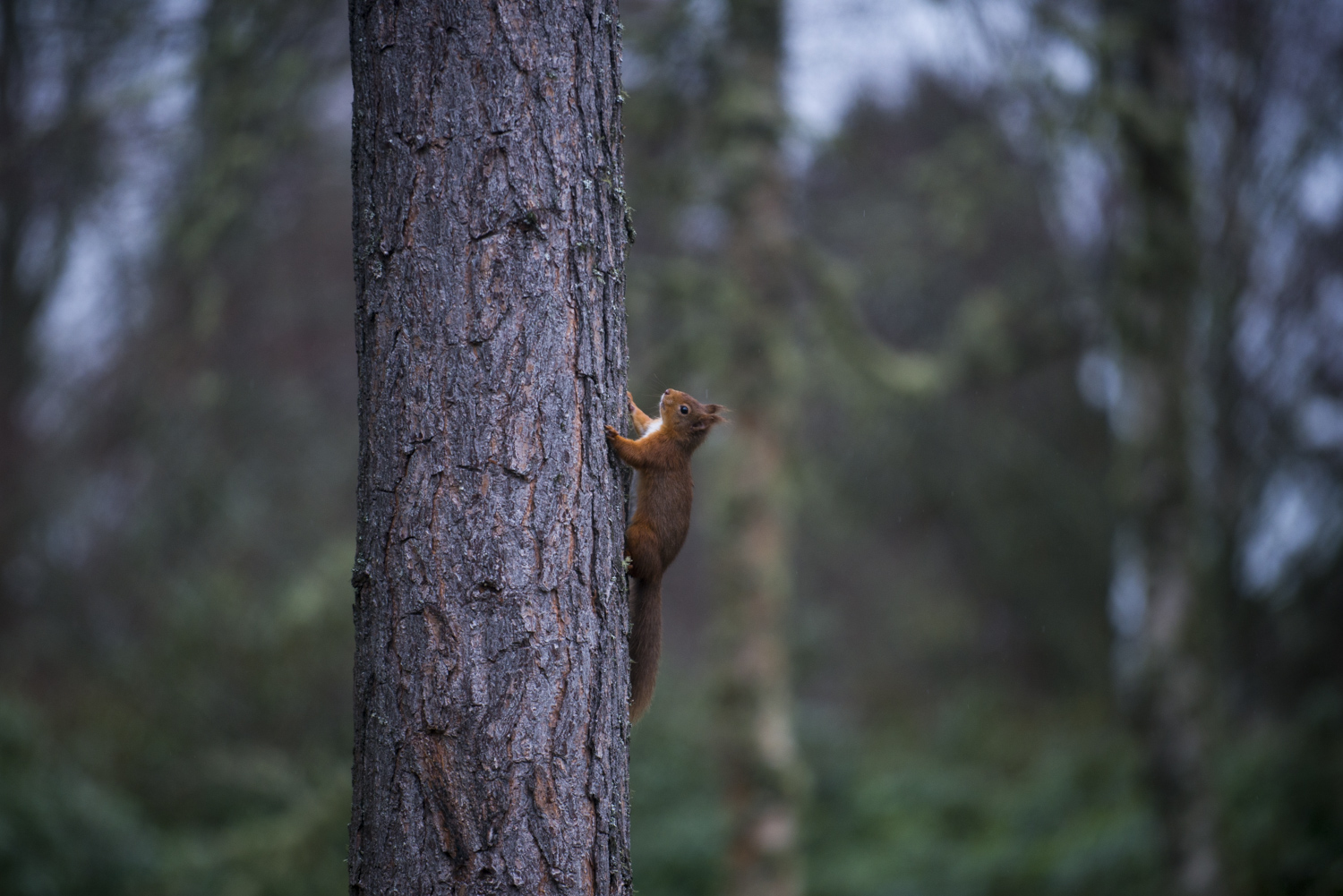 Red squirrel seen from the Coach House
