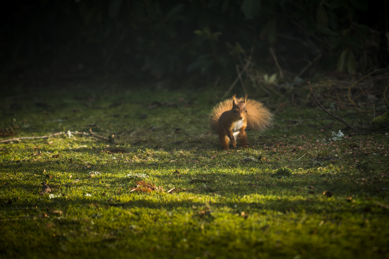 Red Squirrel at Laundry Cottage