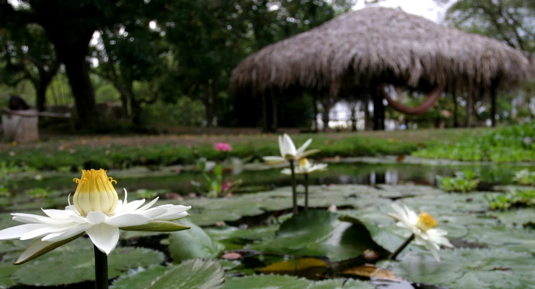 Waterlily_pond.jpg