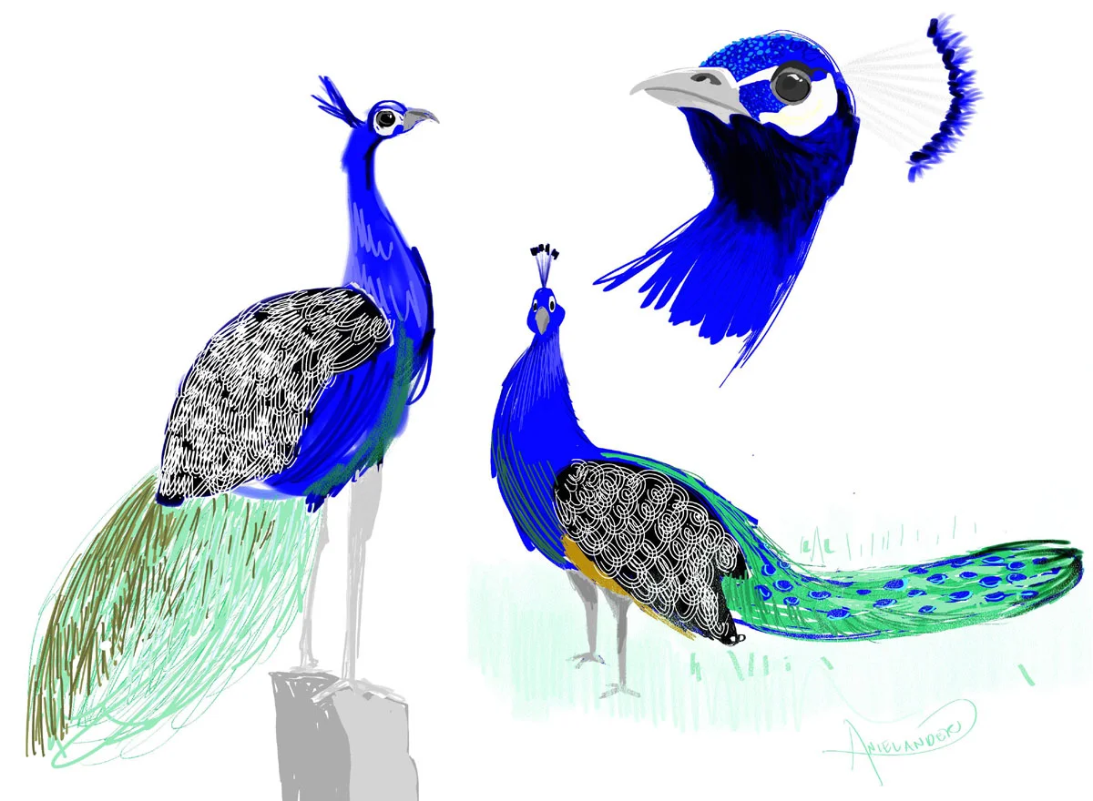 peacock2_STUDIESFLAT.jpg