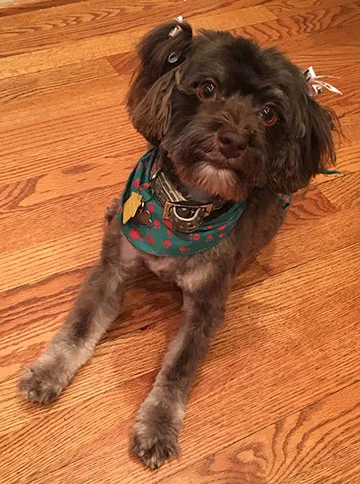 chewy_blog.jpg