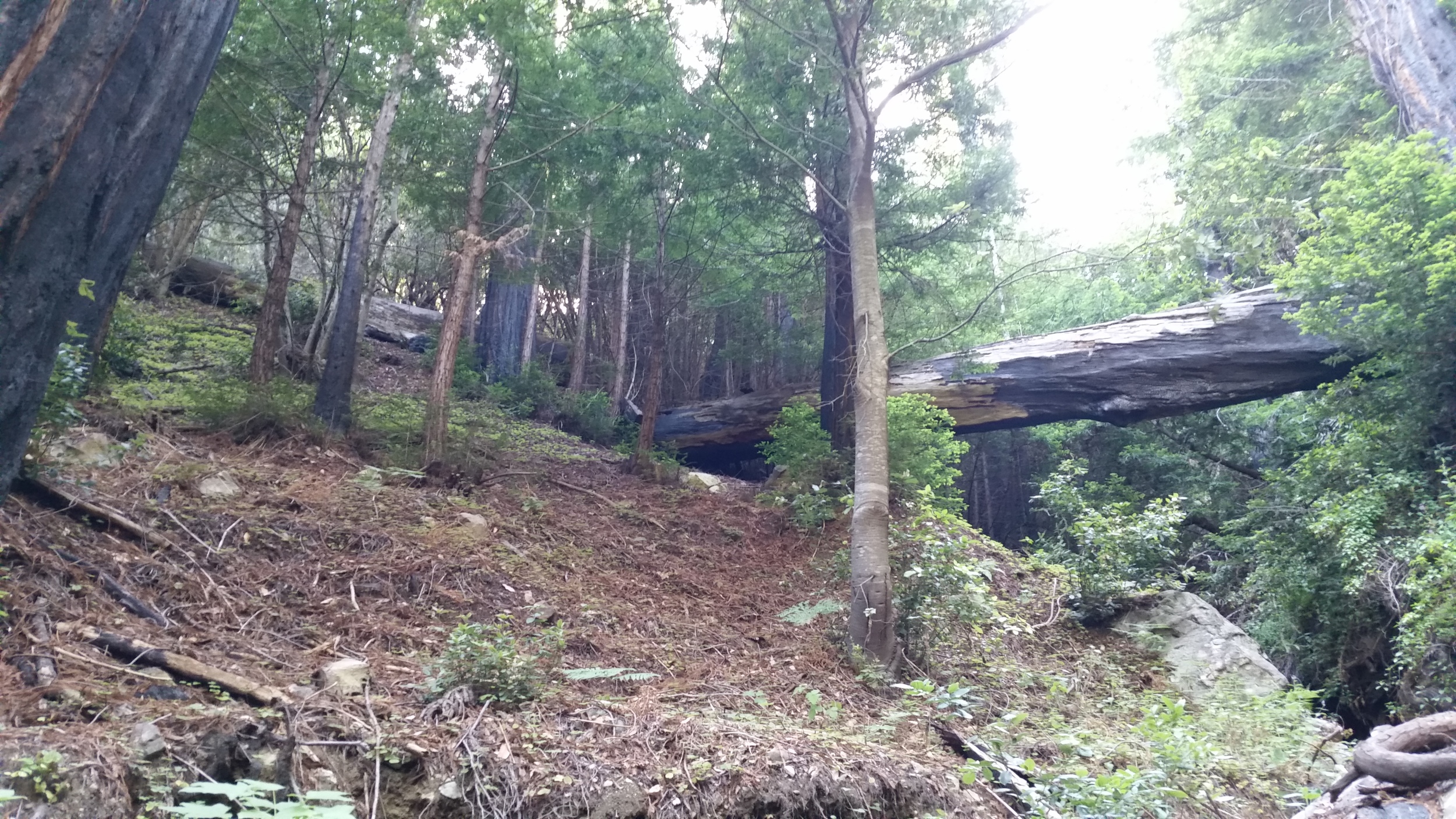 Hunting for Fallen Redwood