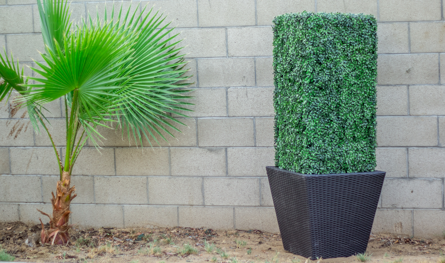 5ft Column Topiary with Wicker Planter