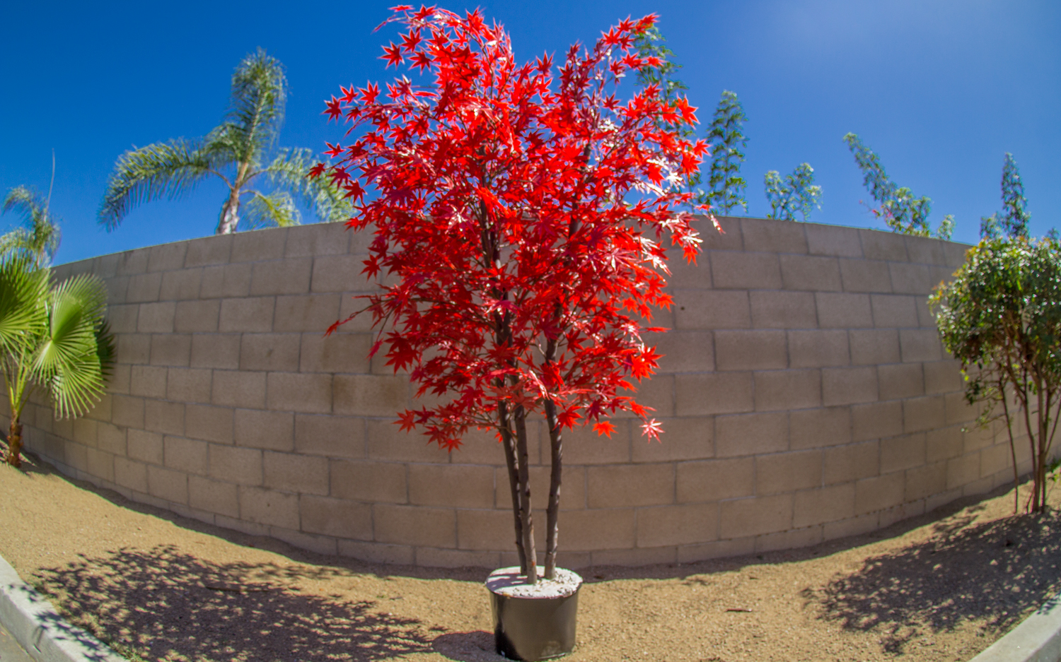 Artificial Burgundy Japanese maple 6ft