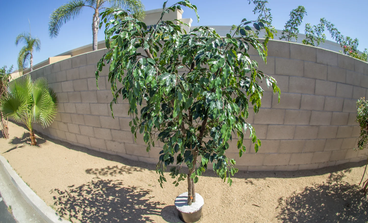 top-view-artificial-ficus-tree1500.jpg