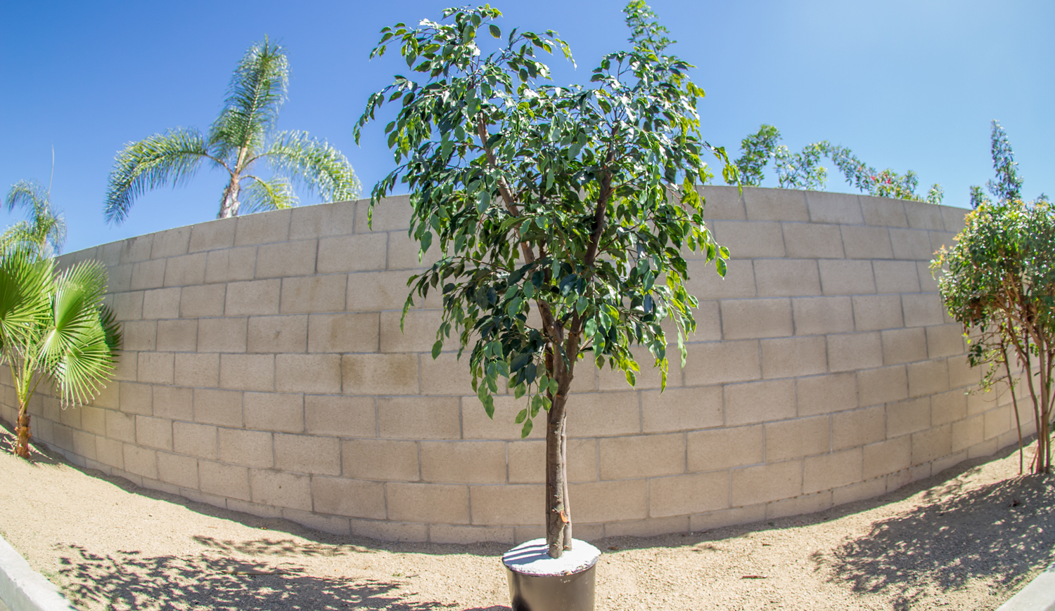 Artificial Green Ficus tree 6ft