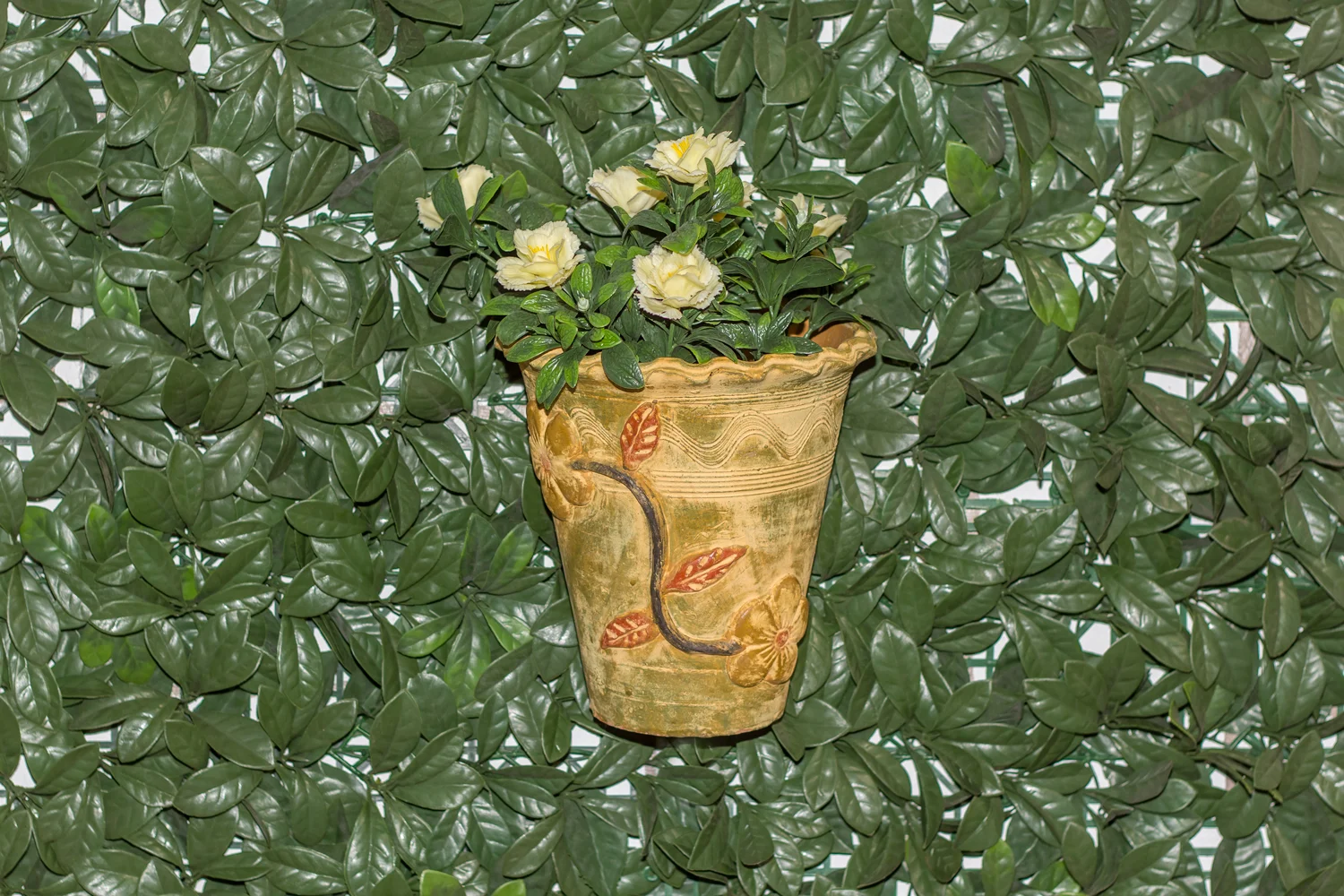 can you eat fresh tobacco leaves Nicotiana sylvestris leaves and stems are sticky can you eat fresh tobacco leaves Nicotiana sylvestris leaves and stems are sticky