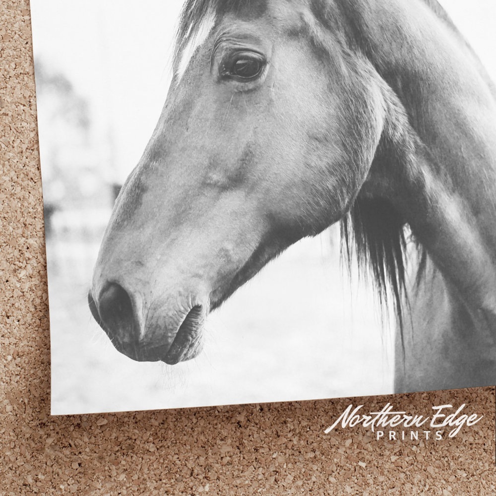 Black and White Poster Horse Portrait Print Horse Printable Art Horse Wall Art Digital Printable Farmhouse Wall Decor