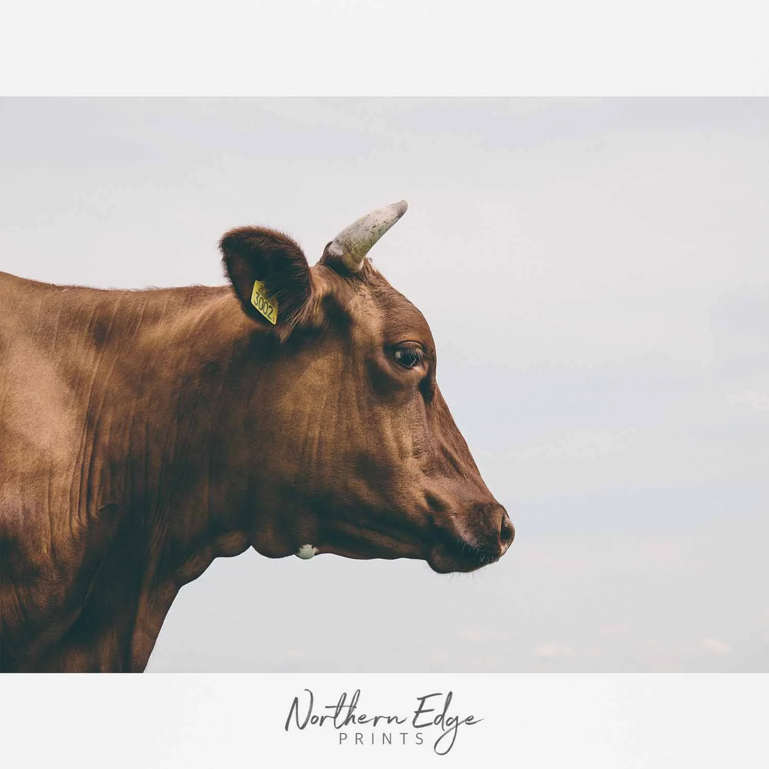 holstein-bull-print.jpg