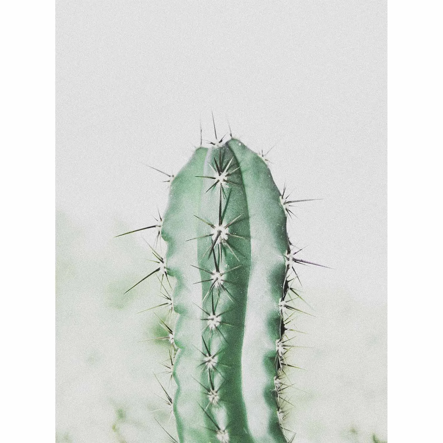 retro-cactus-print.jpg