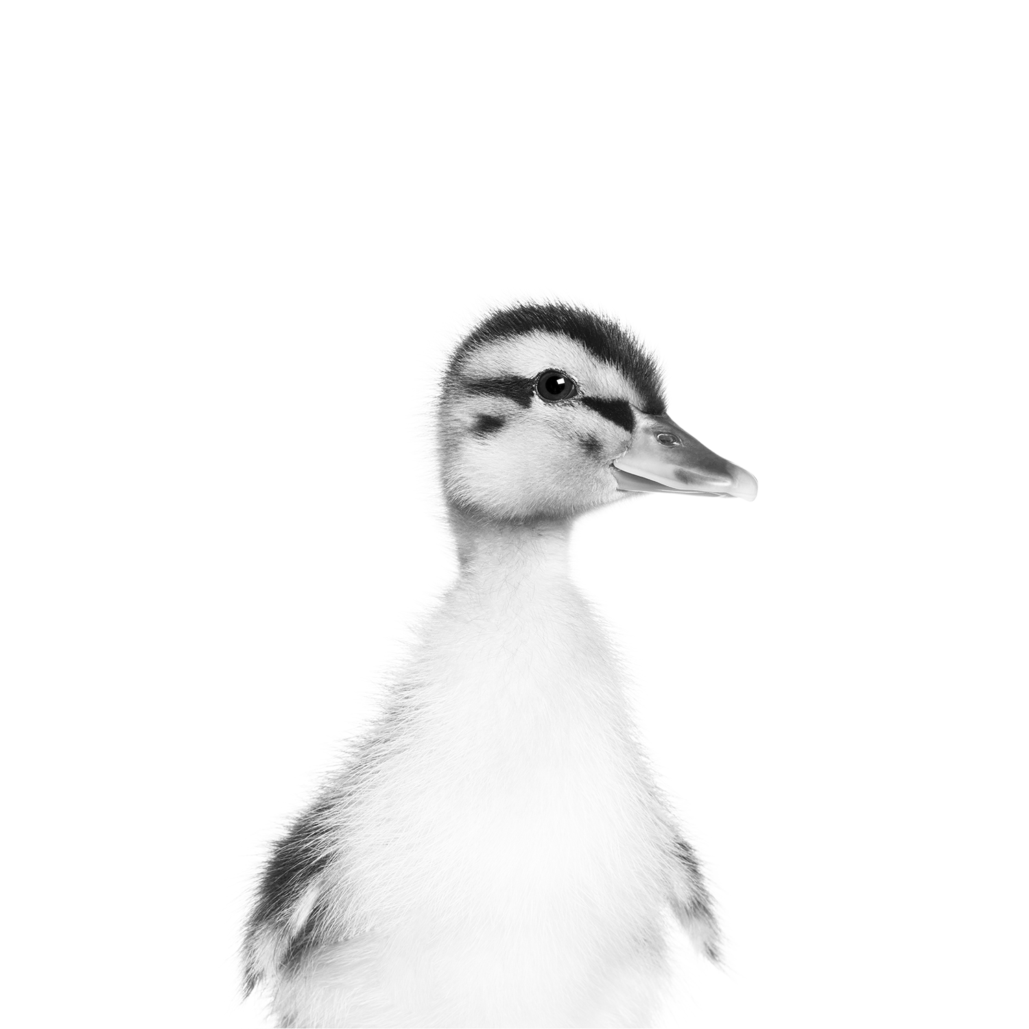 baby-duck-nursery-print.png