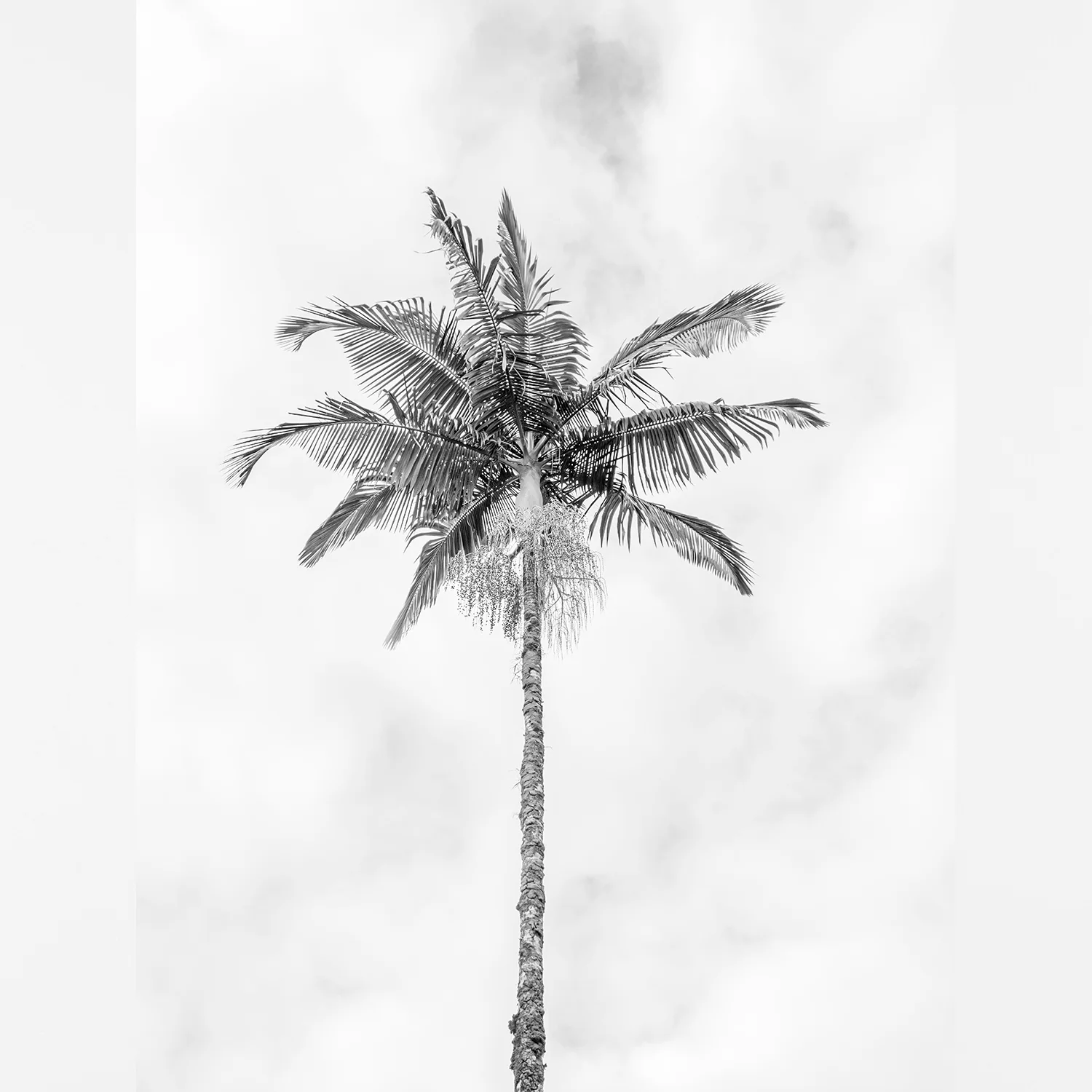 printable-bw-palm-tree-prints.jpg