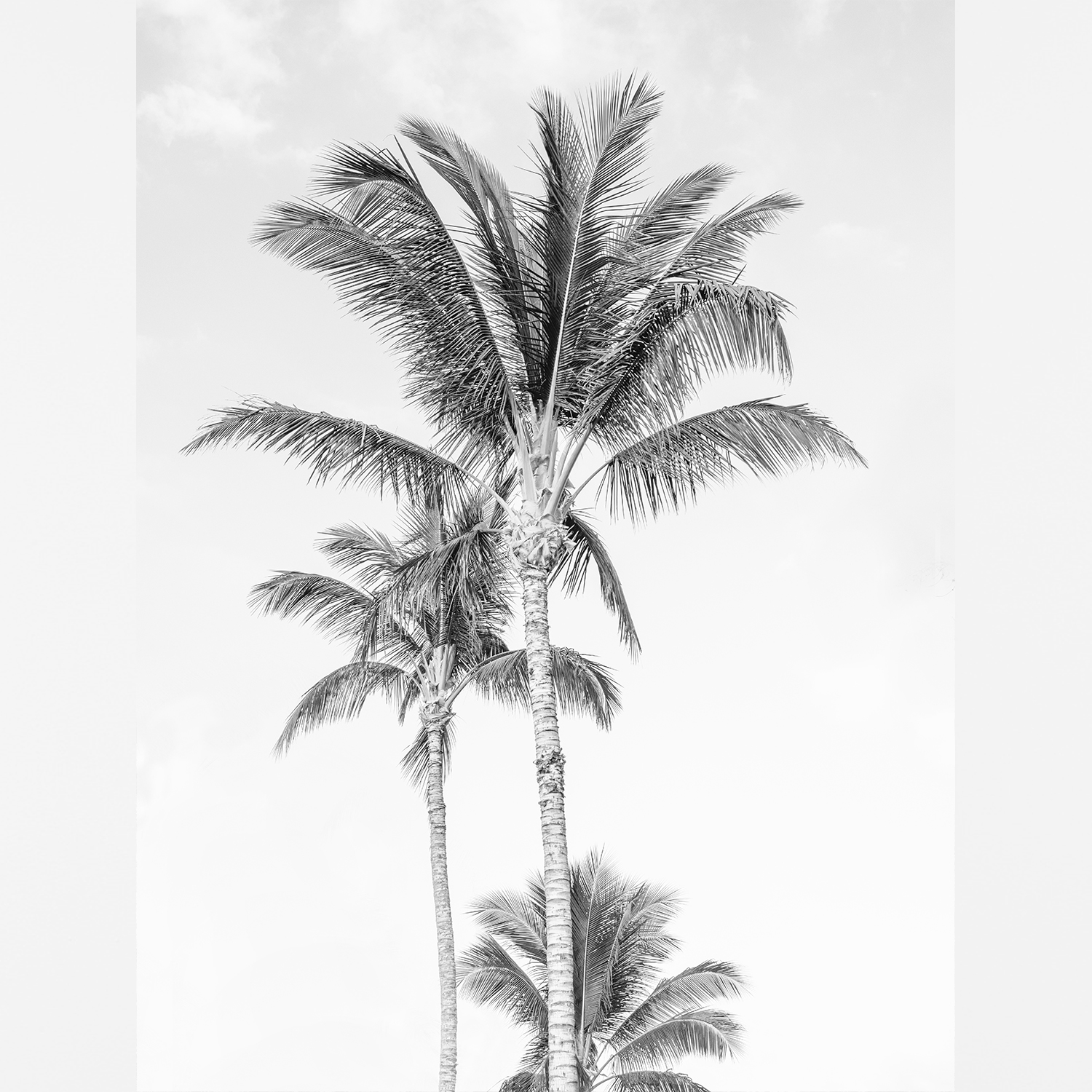 printable-bw-palm-tree-art.jpg
