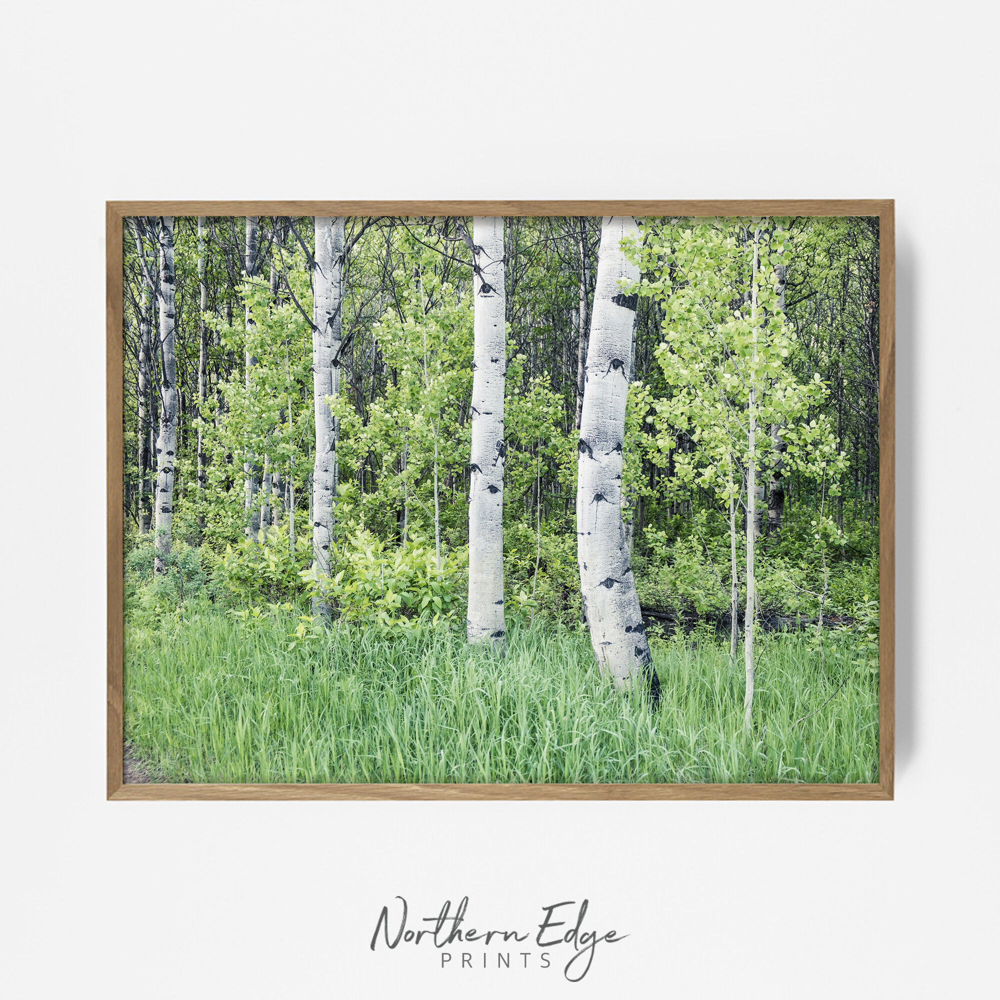 aspen-forest-wall-print.jpg