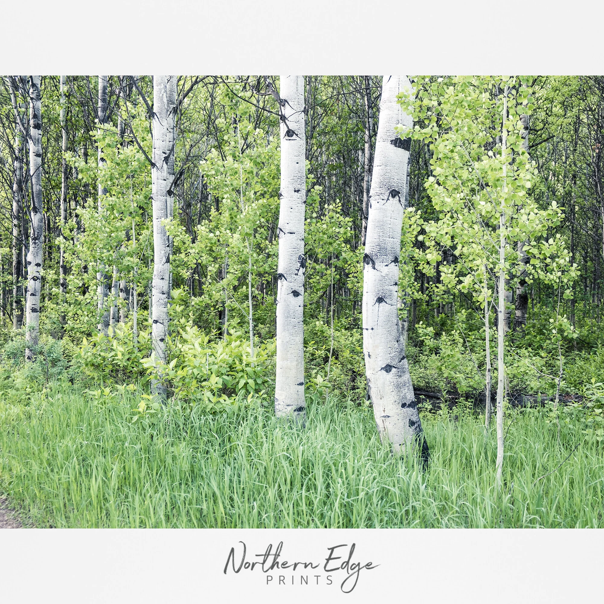 burch-tree-forest-wall-print.jpg