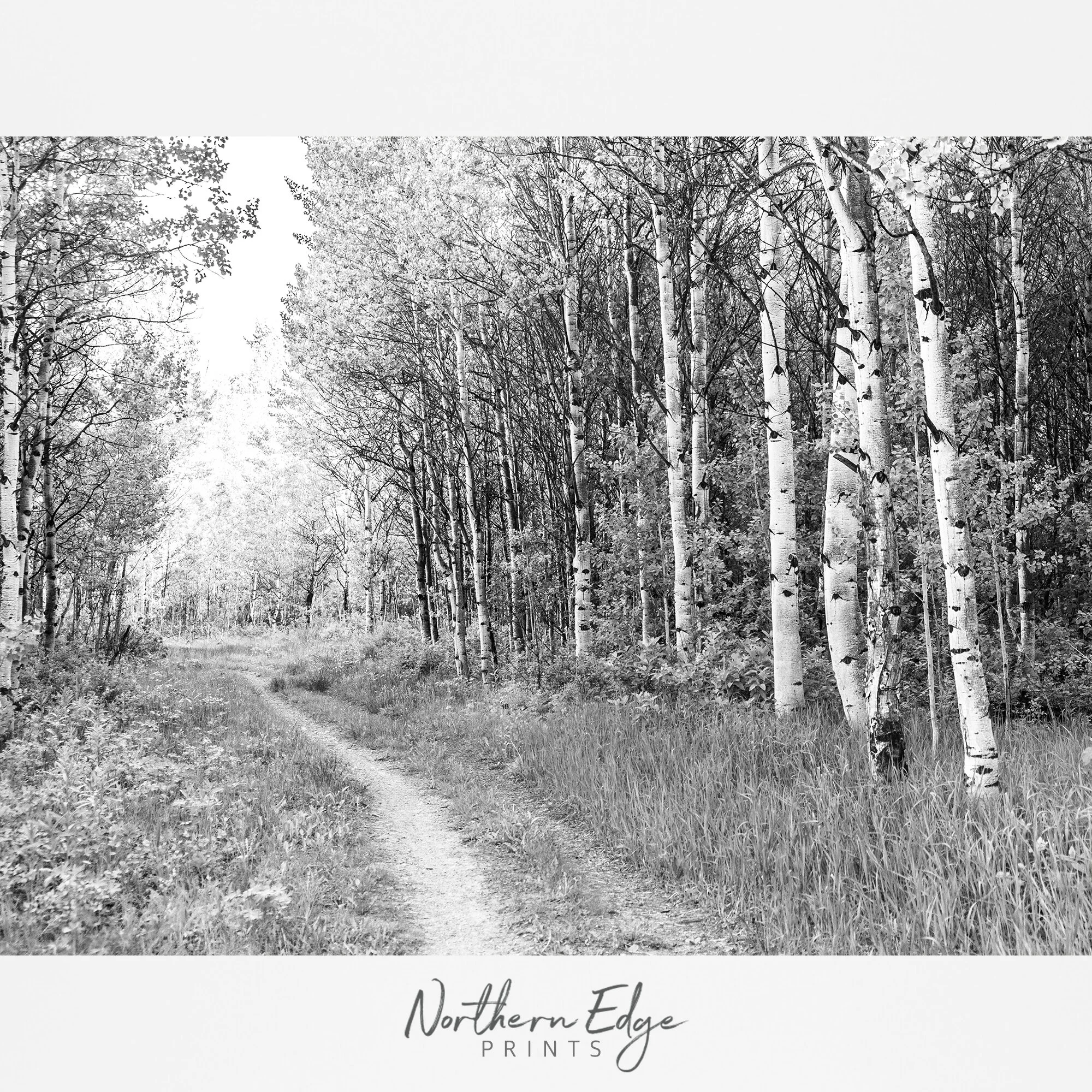 burch-tree-bw-print.jpg
