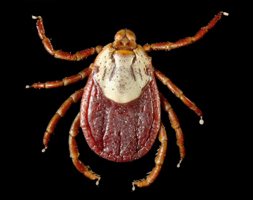 " The first thing the tick will likely do is look for a good spot to set up its proverbial picnic basket. Then it starts meal prep, sometimes for as long as two hours. Since some ticks are relatively small (the larva can be smaller than a millimeter), there’s a good chance you won’t notice one’s on you. Next, the tick burrows its creepy little head into your skin..."
