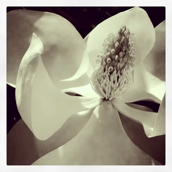 magnolia blossom.