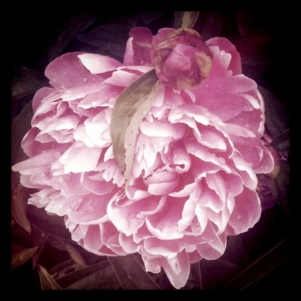 peony and bud.