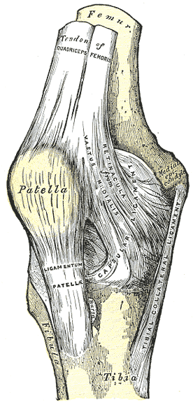 orthoLegKneeRtLigamentsAntGrayBB345 (1).gif