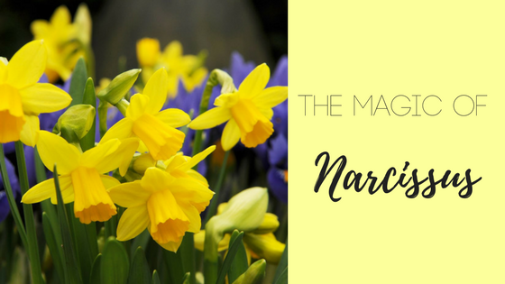 The Magic of Narcissus.png