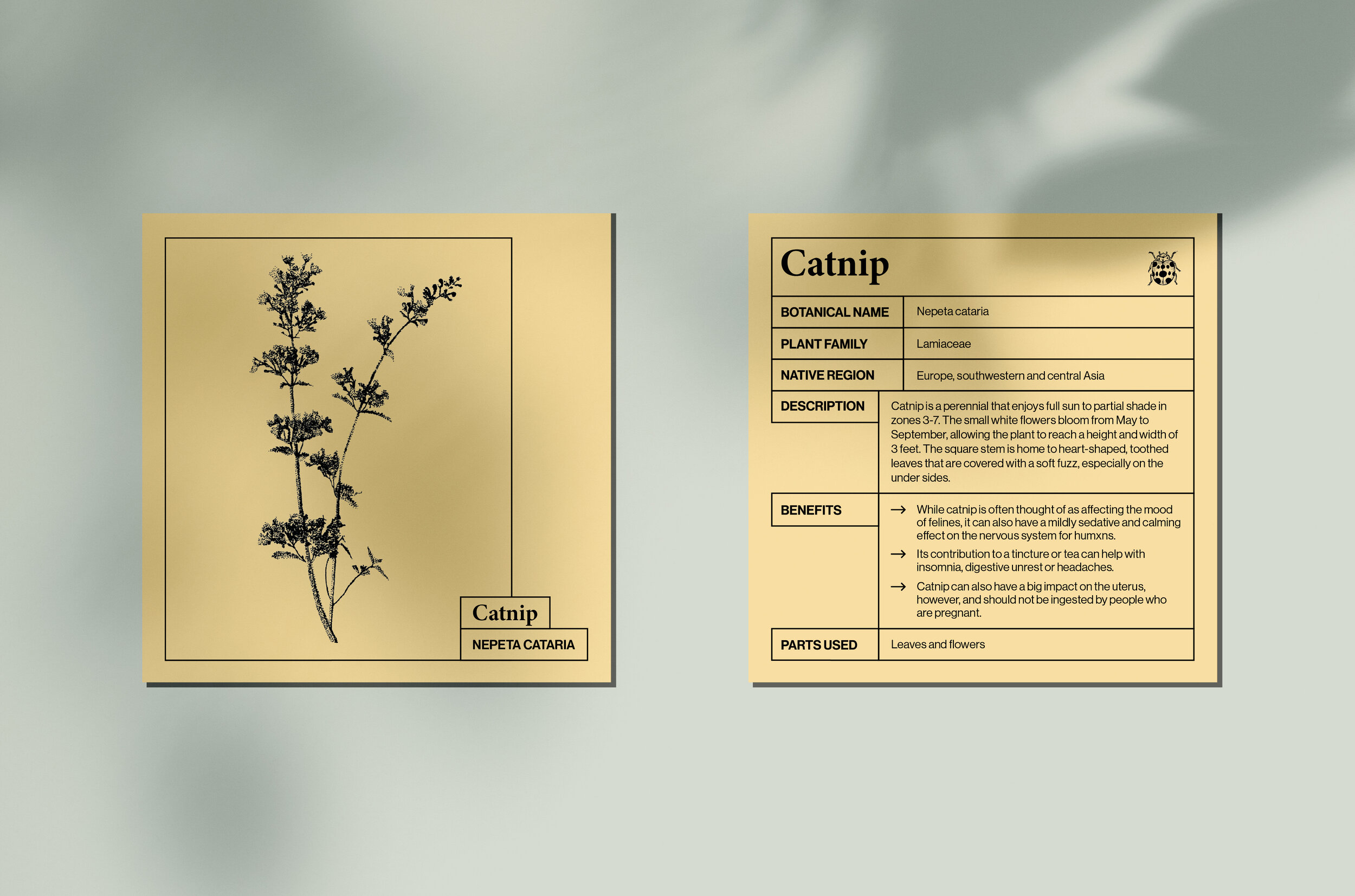 MarquitaMedicinals_CardMockups_Slideshow_Catnip.jpg