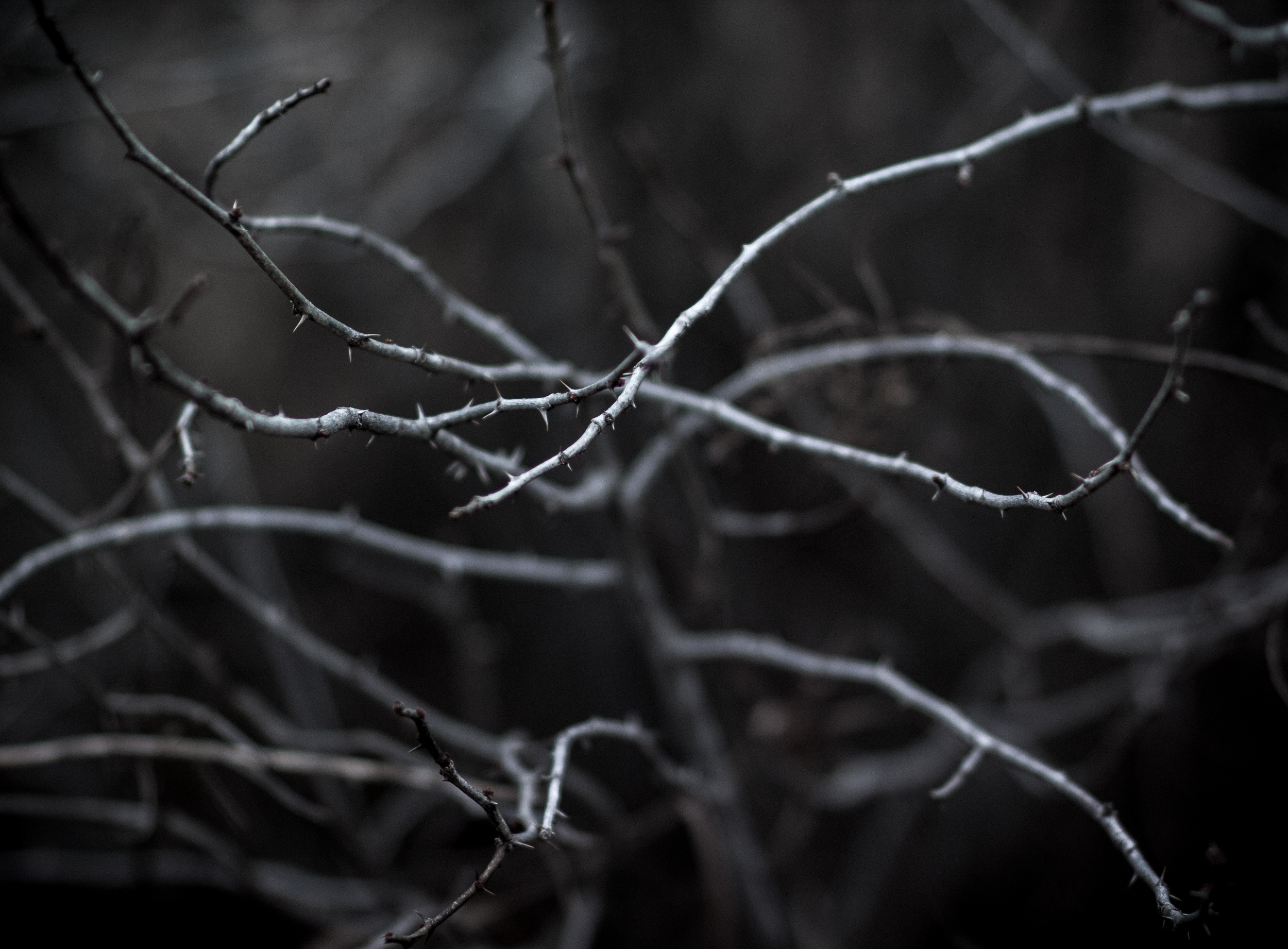 _MG_9350.jpg