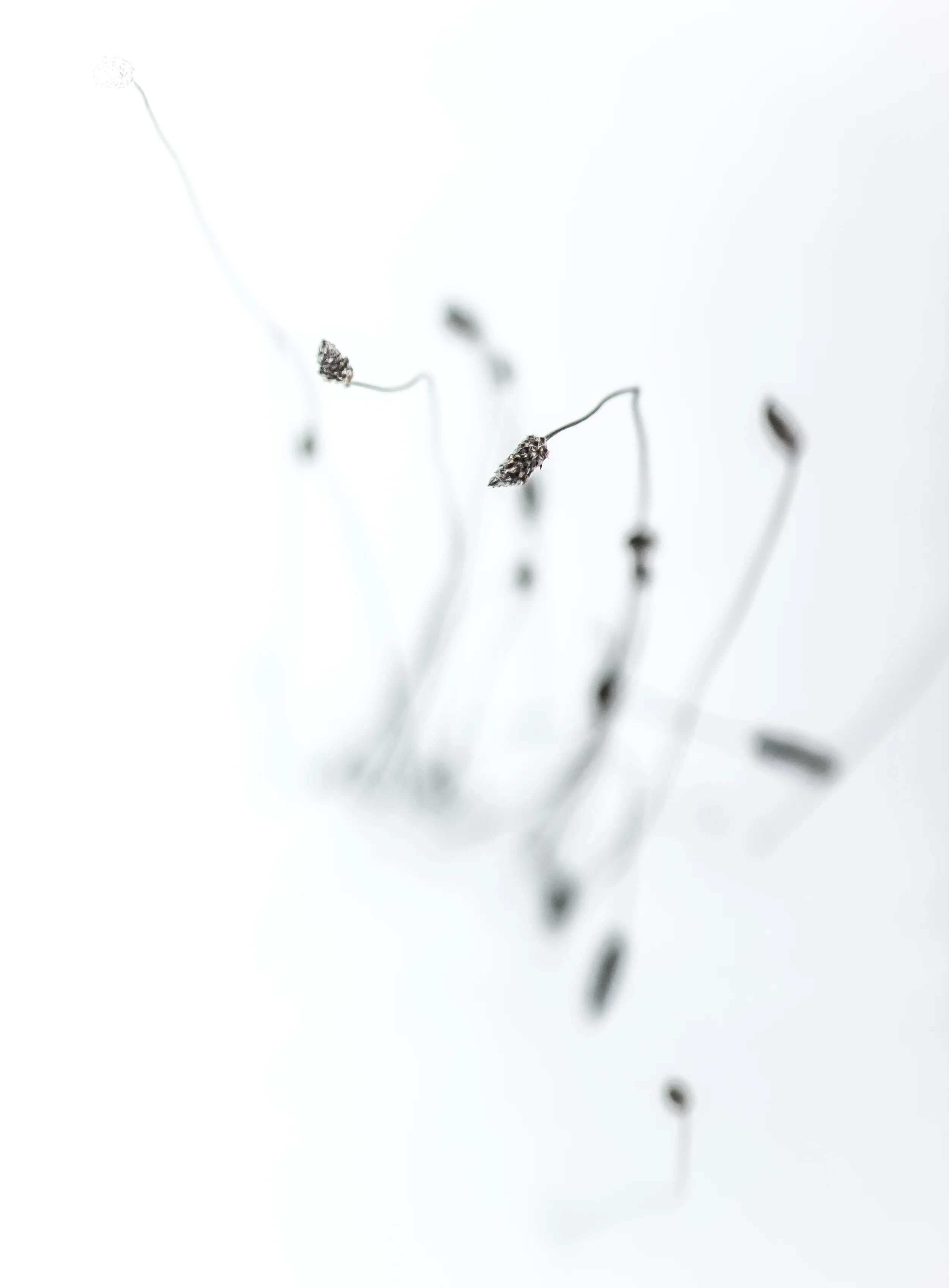 _MG_9797.jpg