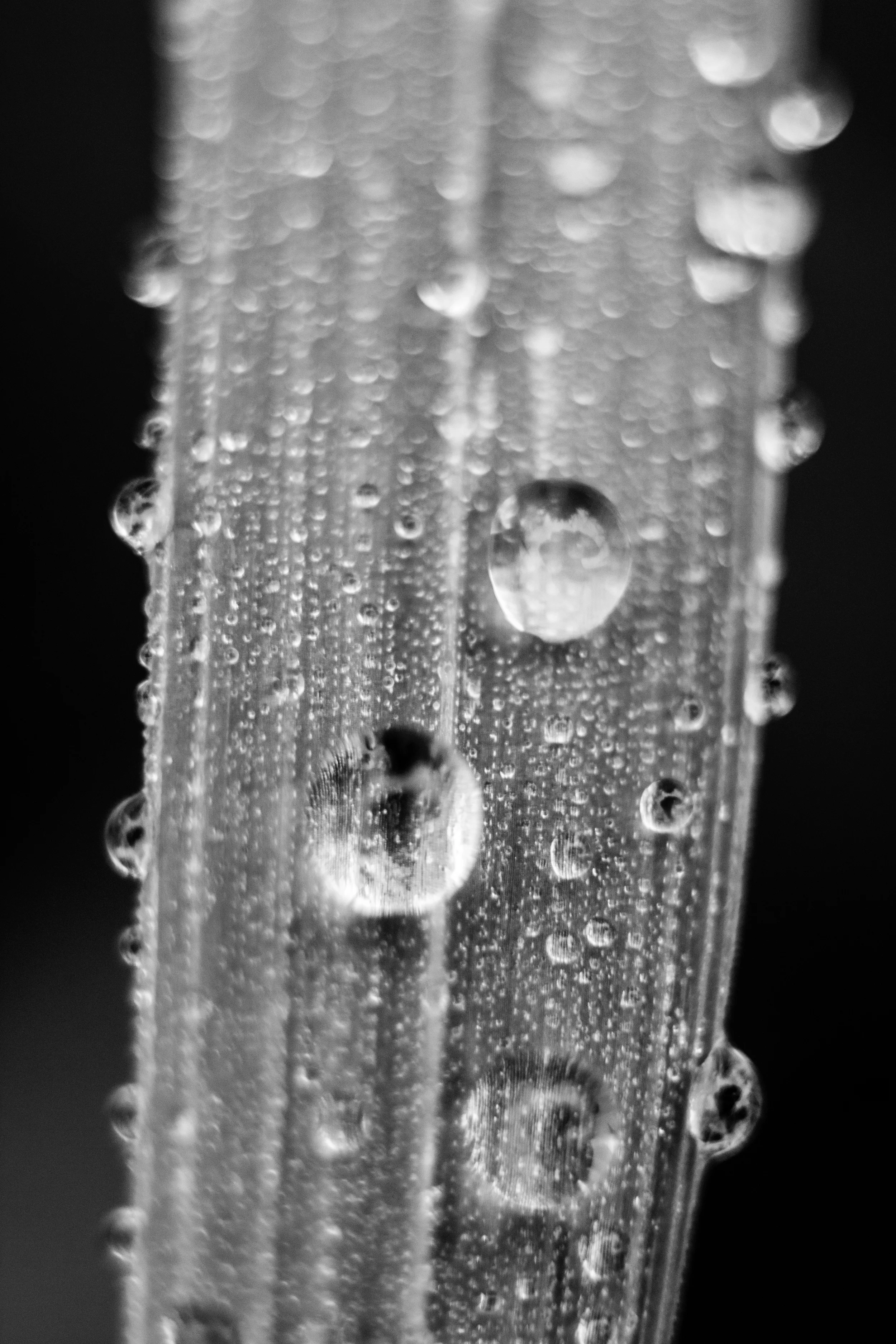 _MG_0518.jpg