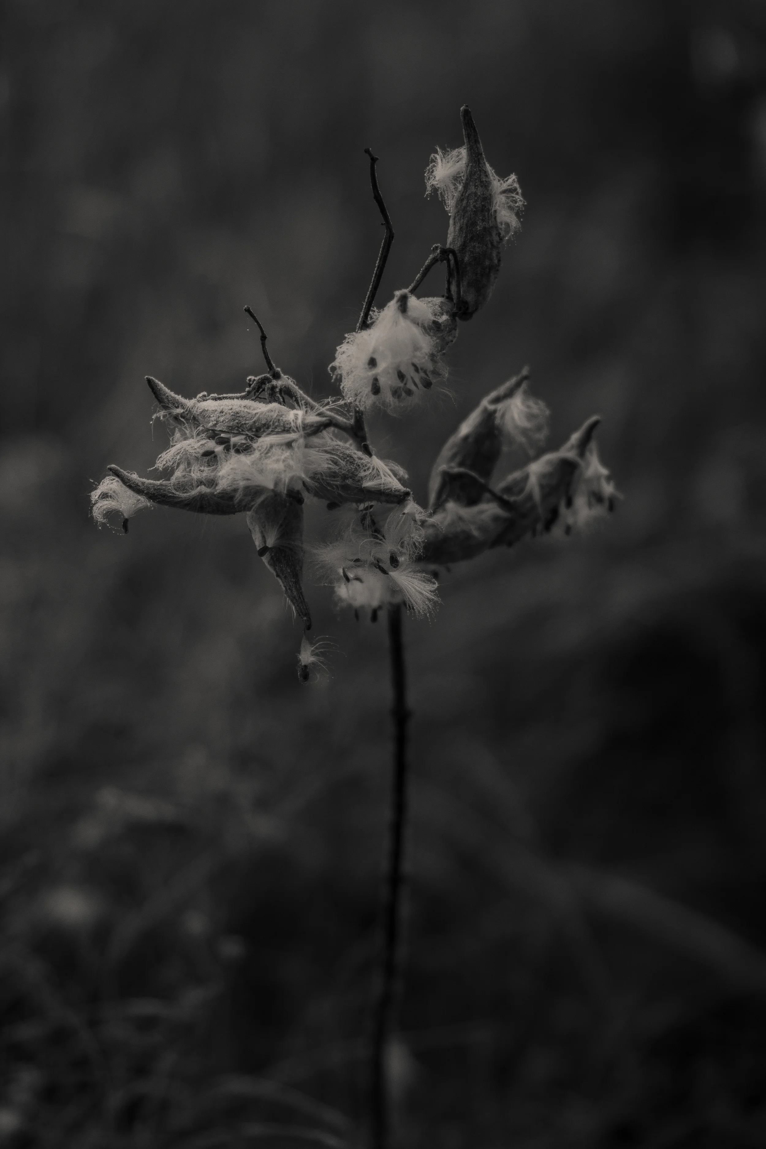 _MG_9505.jpg