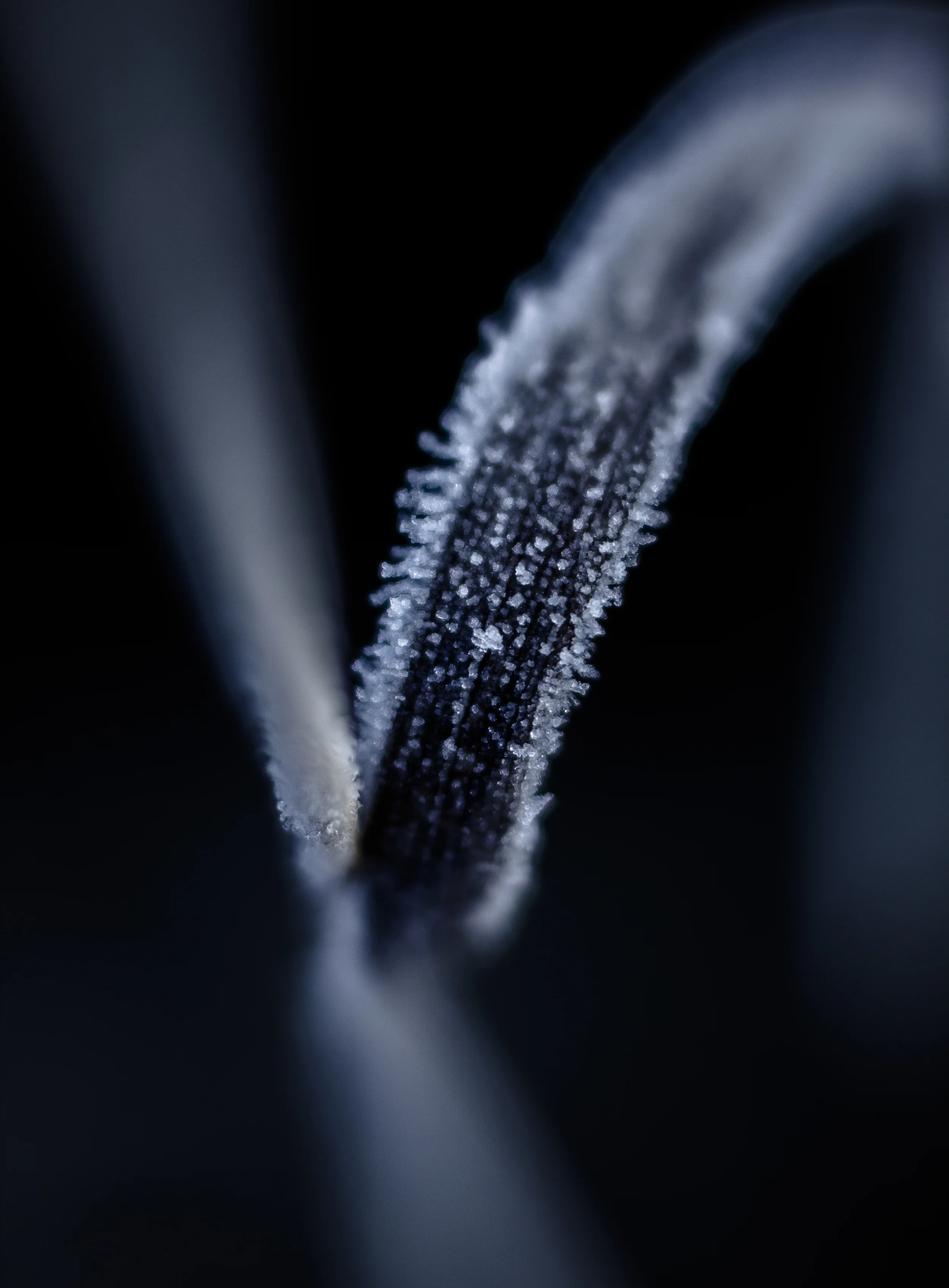 _MG_9466.jpg