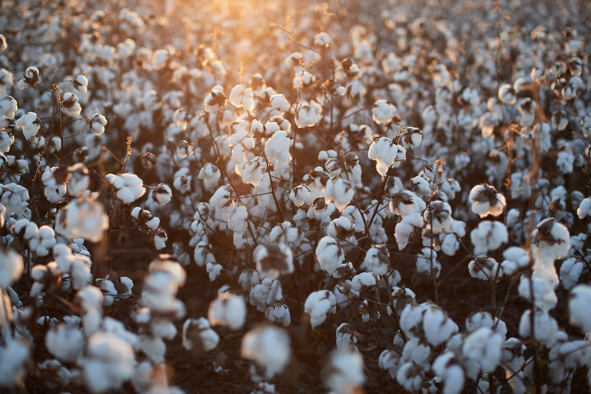 1811_COTTON_STILLS-0576.jpg