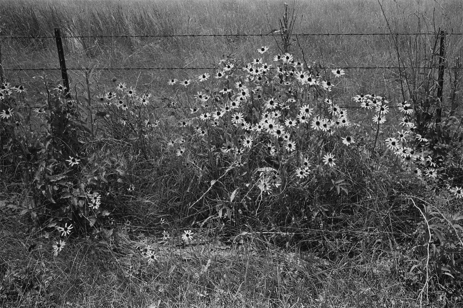 Black-eyed Susans. Culpeper County, Virginia. 2012. 