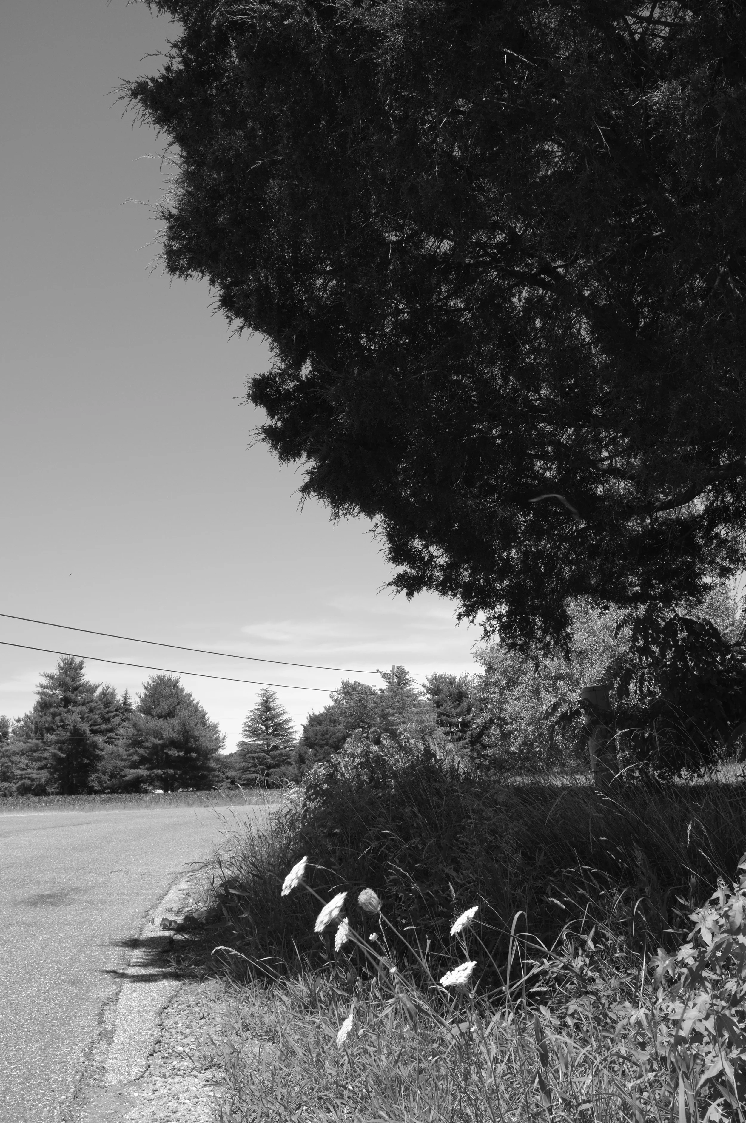  Queen Anne's Lace and cedar. &nbsp;King George County, Virginia. &nbsp;2014. &nbsp; 