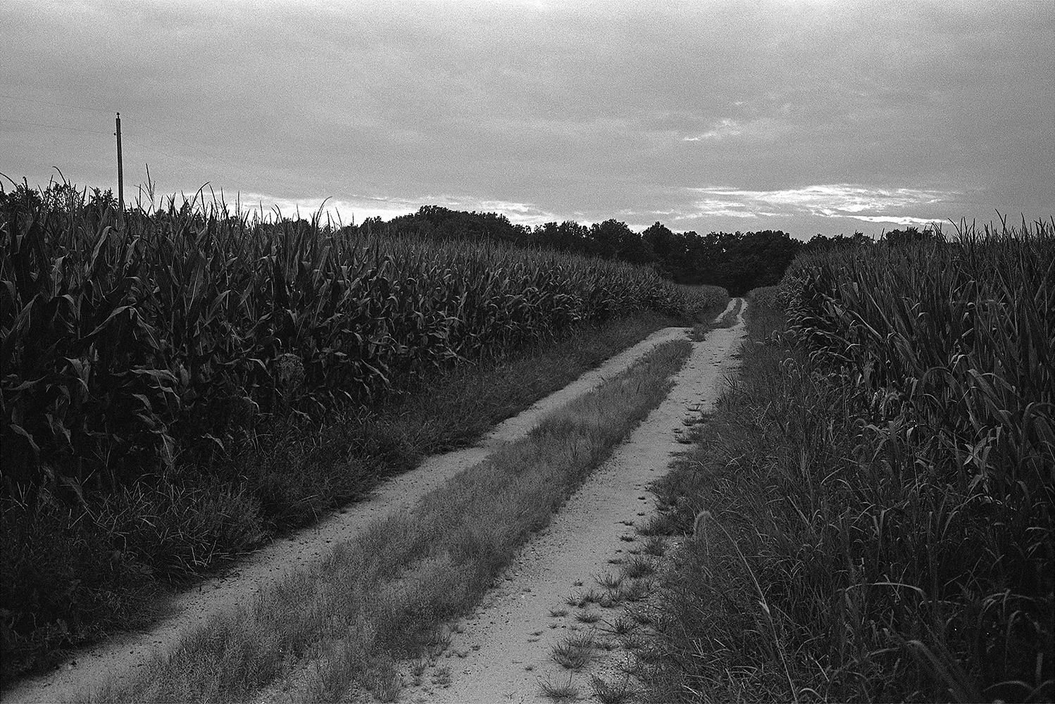 Road from New Blenheim. Westmoreland County, Virginia. 2013. 