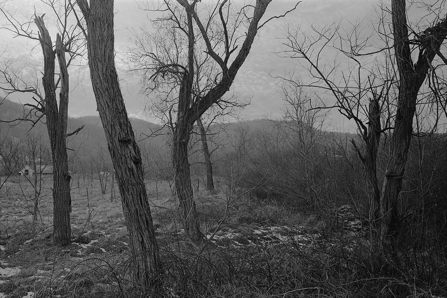Dead trees. Gid Brown Hollow. Rappahannock County, Virginia. 2012. 
