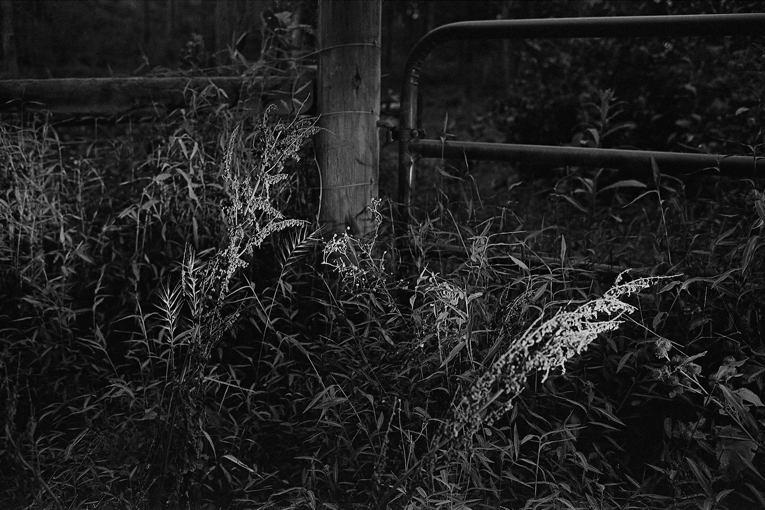Gate and weeds in headlights. Orange County, Virginia. 2014. 