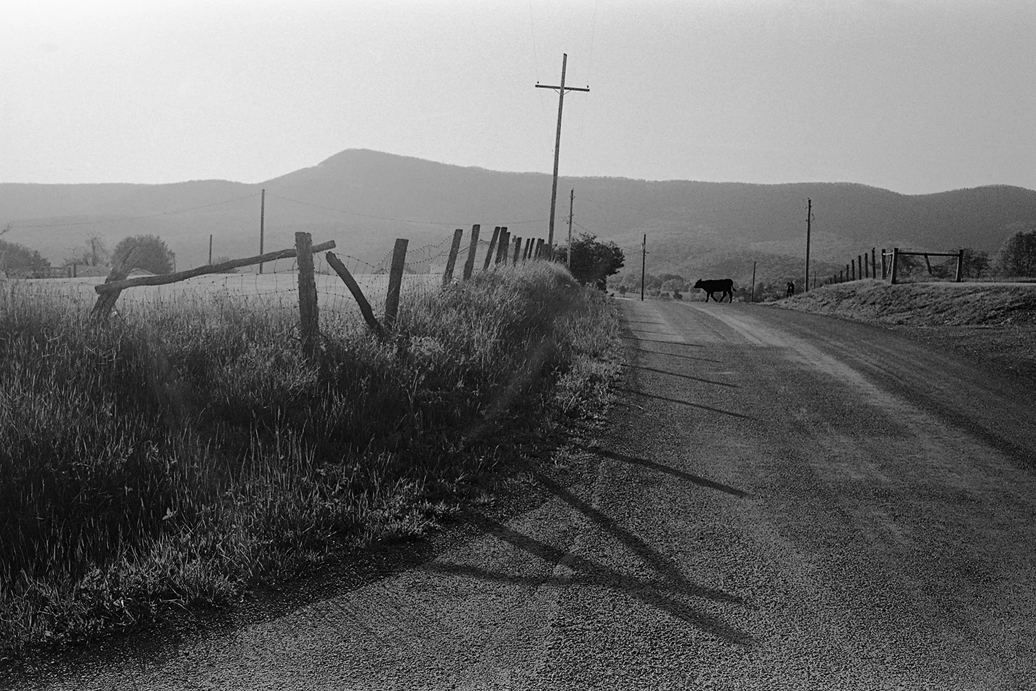 Wandering calf on Hook Hill. Page County, Virginia. 2014. 