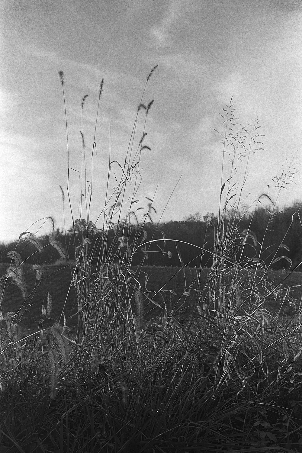 Foxtail. Orange County, Virginia. 2014. 