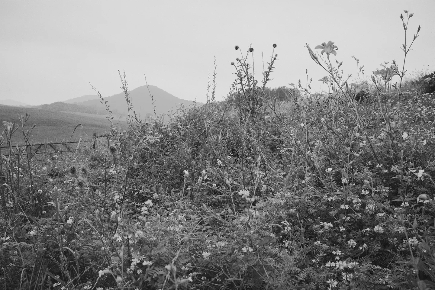 Daylilies, thistle and weeds. Rappahannock County, Virginia. 2014. 