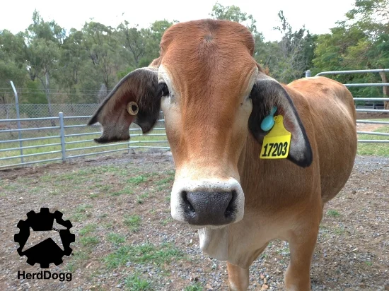 HerdDogg requires minimal technical expertise and provides immediate insights without any previous health history or animal records.