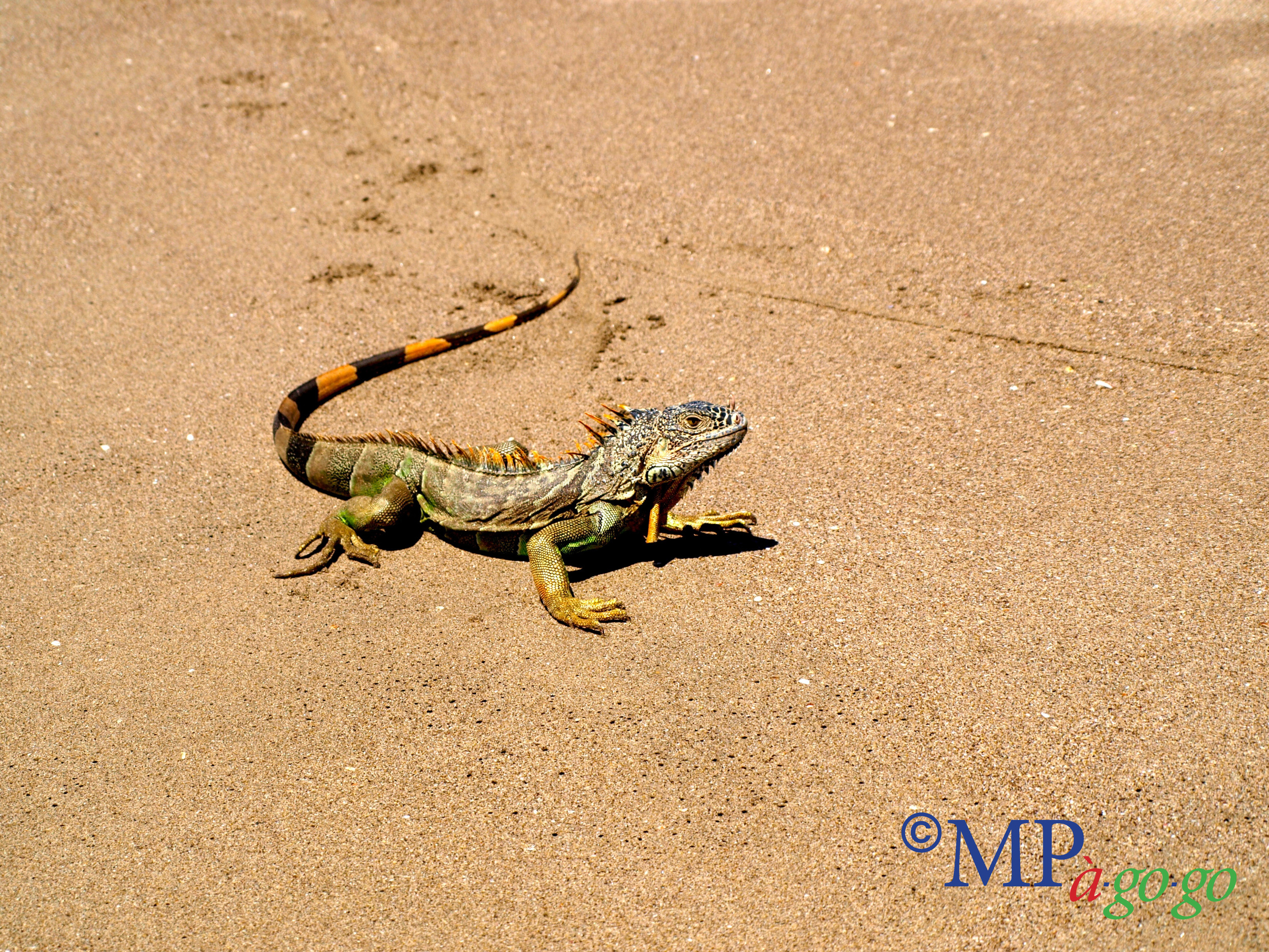  We snuck up on a good-sized iguana sunning himself on the beach and glimpses of ghost crabs scuttling into their holes as the tide rolled back. We gathered our share of seashells and when we passed the last of the ocean front homes, we even found a 