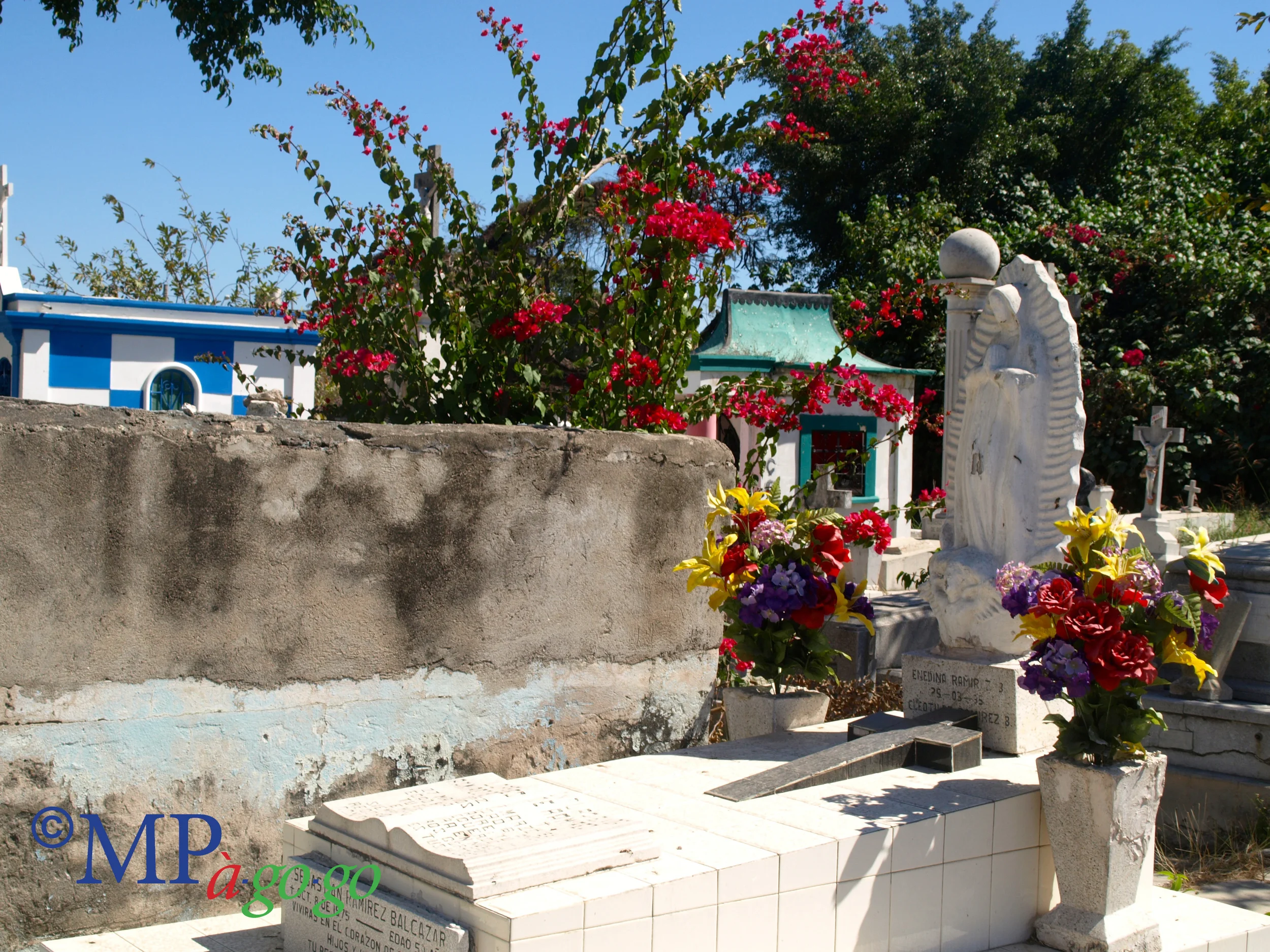  Often neglected, always colorful, at times grotesque, I find something to like about them all. 