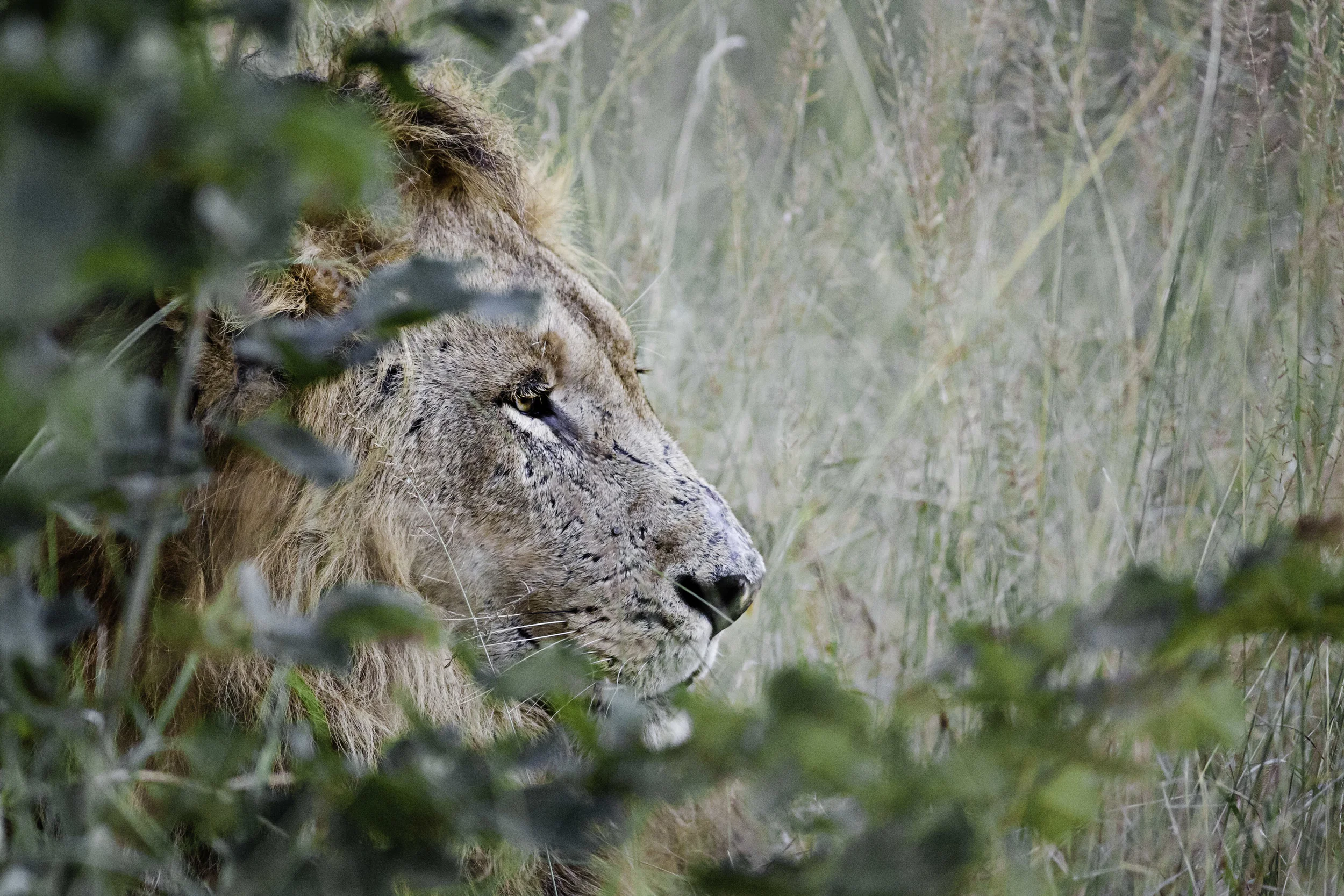mlaubscherSafari02.jpg