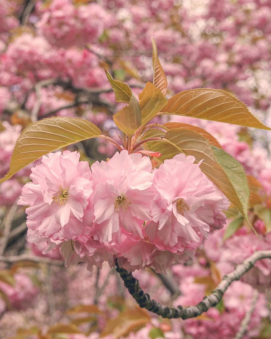 fullbloom.jpg