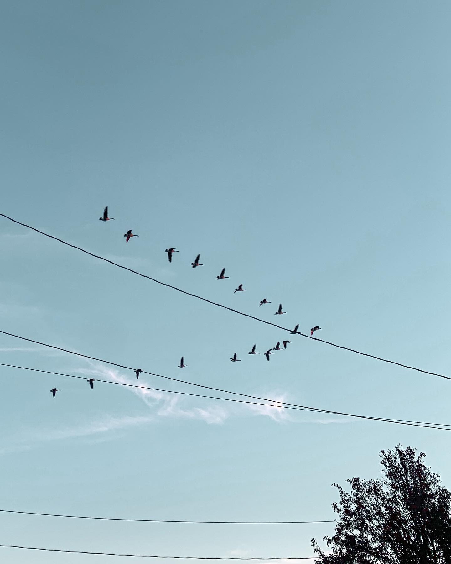 🐦