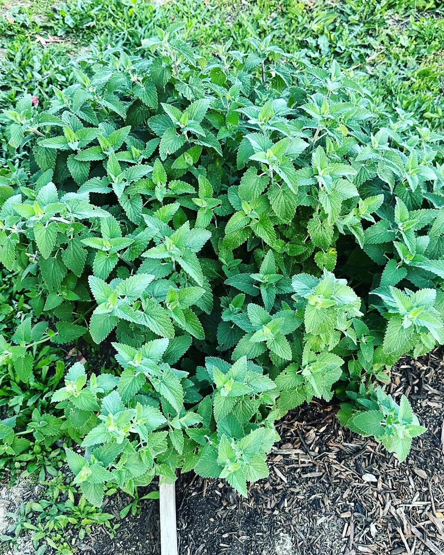 Catnip in the garden #catnip