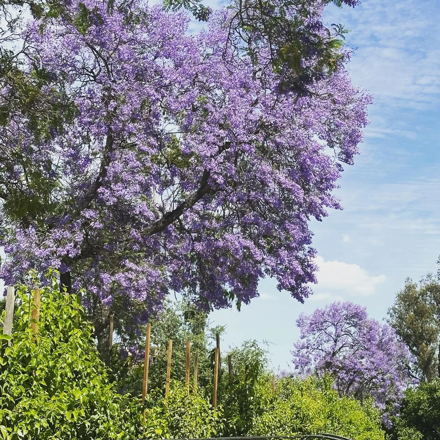 It&rsquo;s that time of year &hellip;💜💜💜