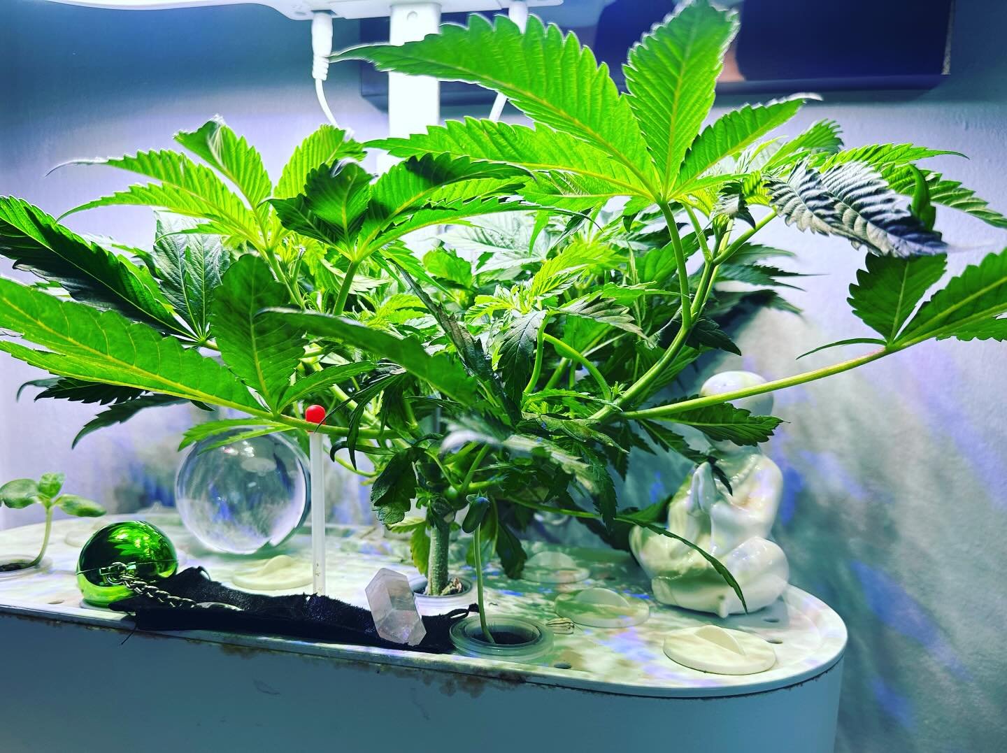 Thanks @pacificseedbankstore growing hydroponically!