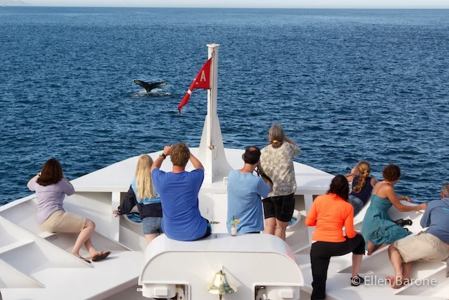 Humpback whale, Safari Endeavour, Sea of Cortés.
